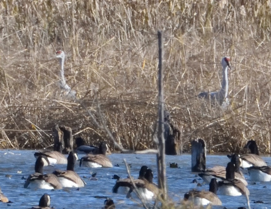 Sandhill Crane - ML383641501