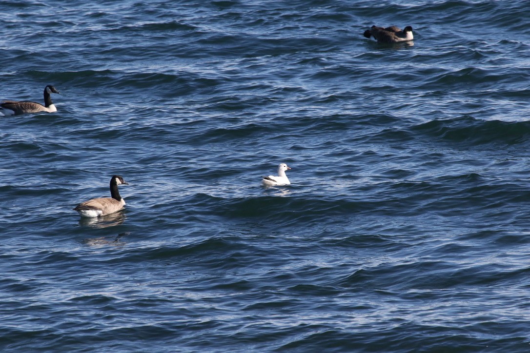 Ross's Goose - ML383641611