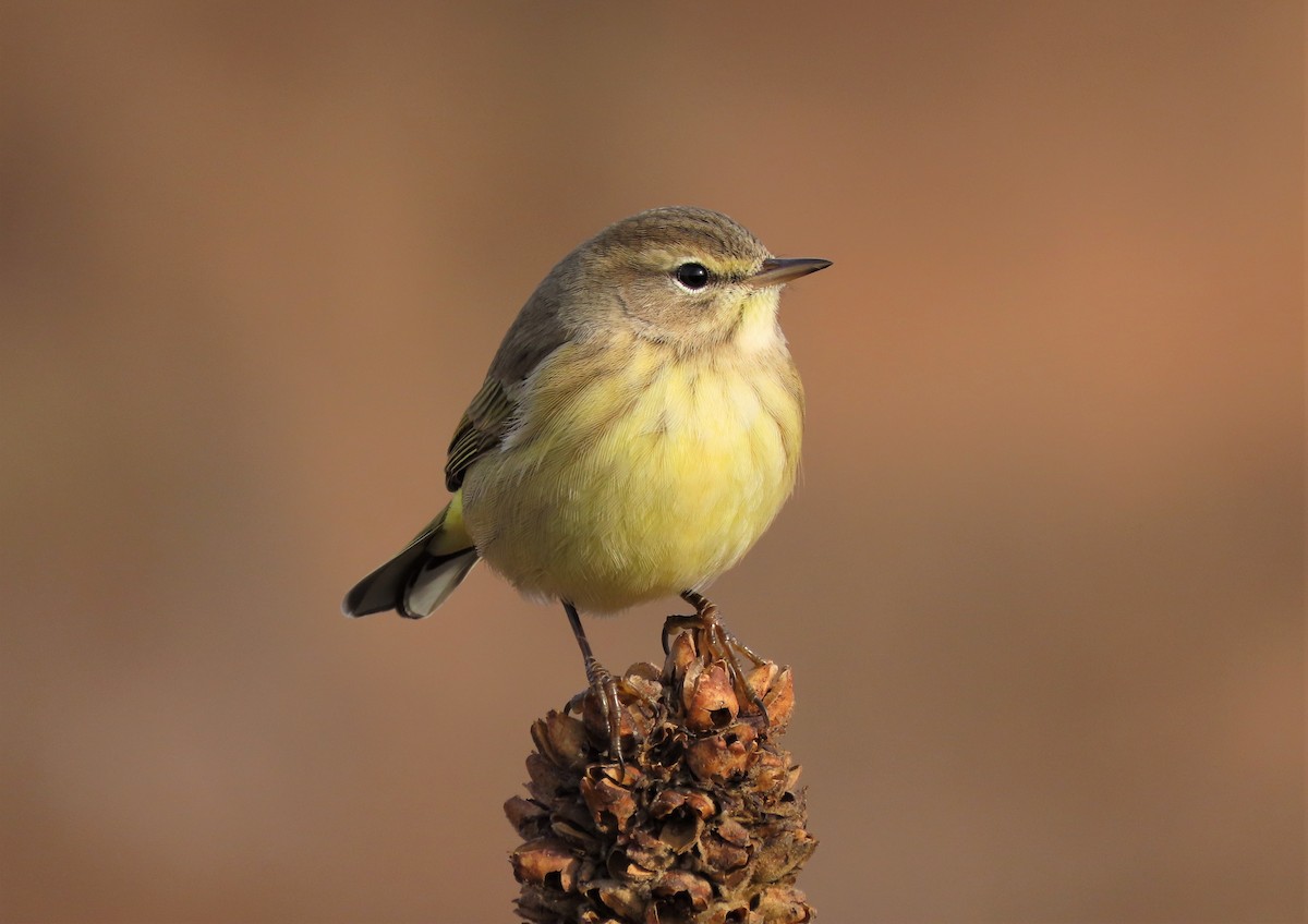 Palm Warbler - Mary Guell
