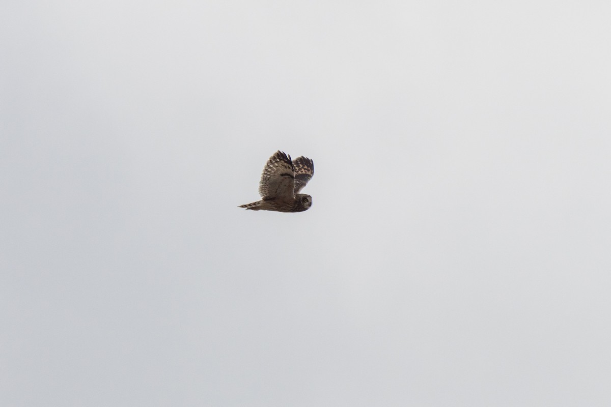 Short-eared Owl - ML383642521