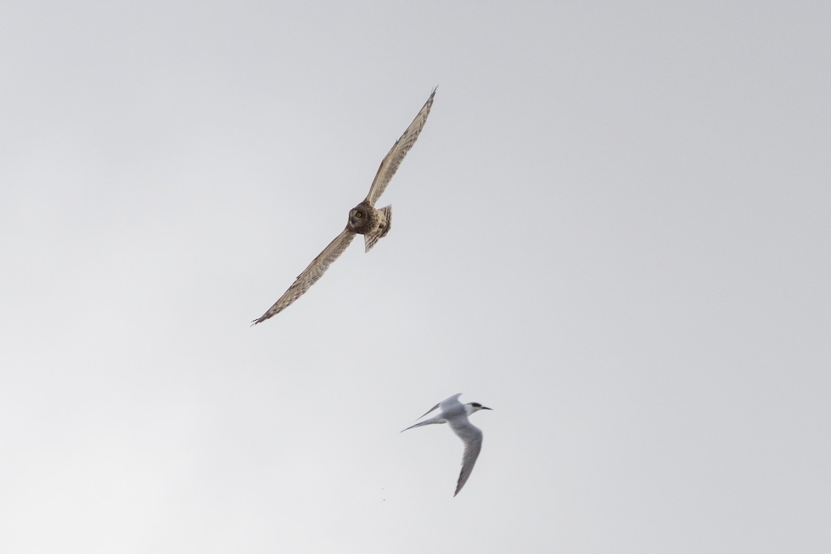 Short-eared Owl - ML383642561