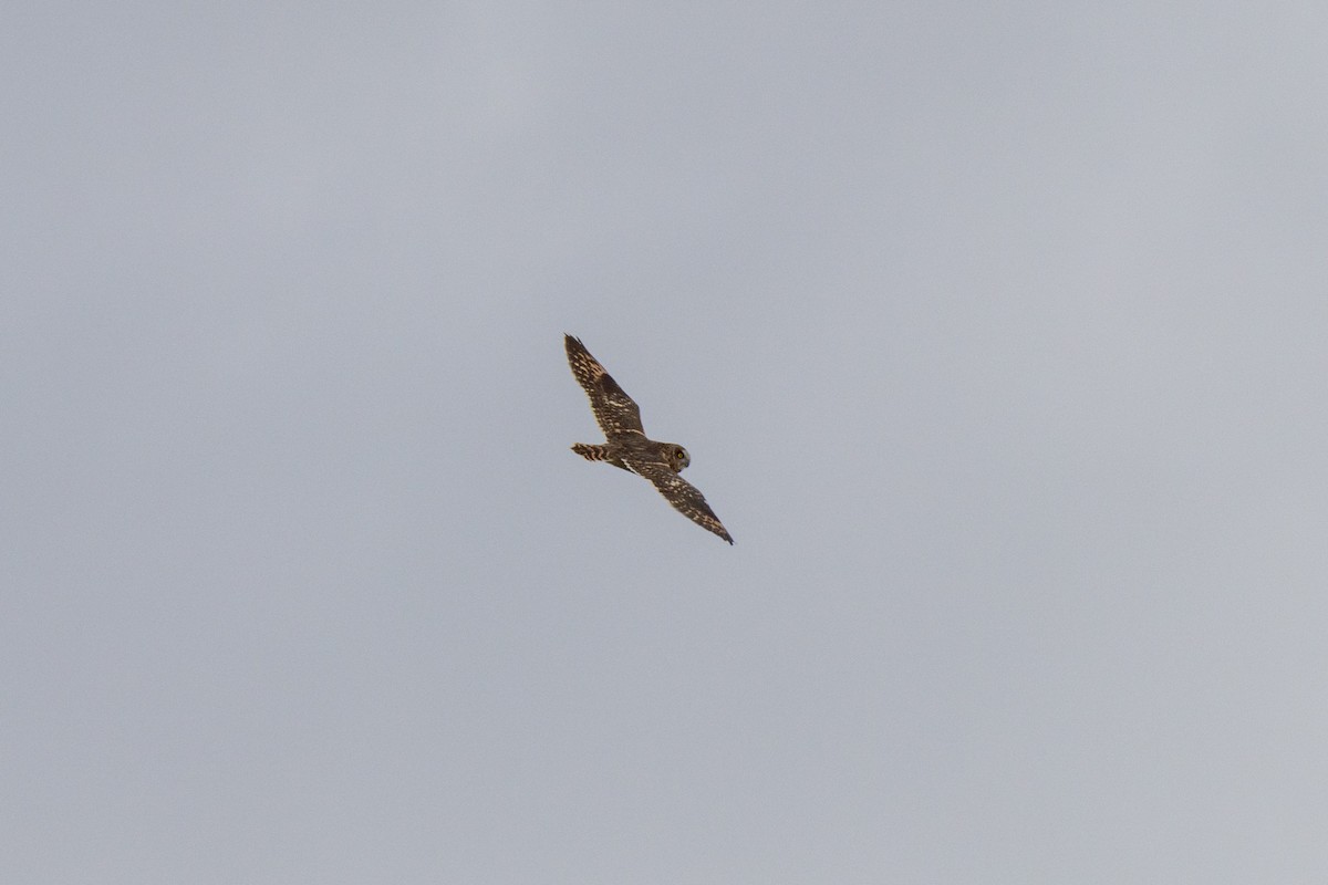 Short-eared Owl - ML383642721