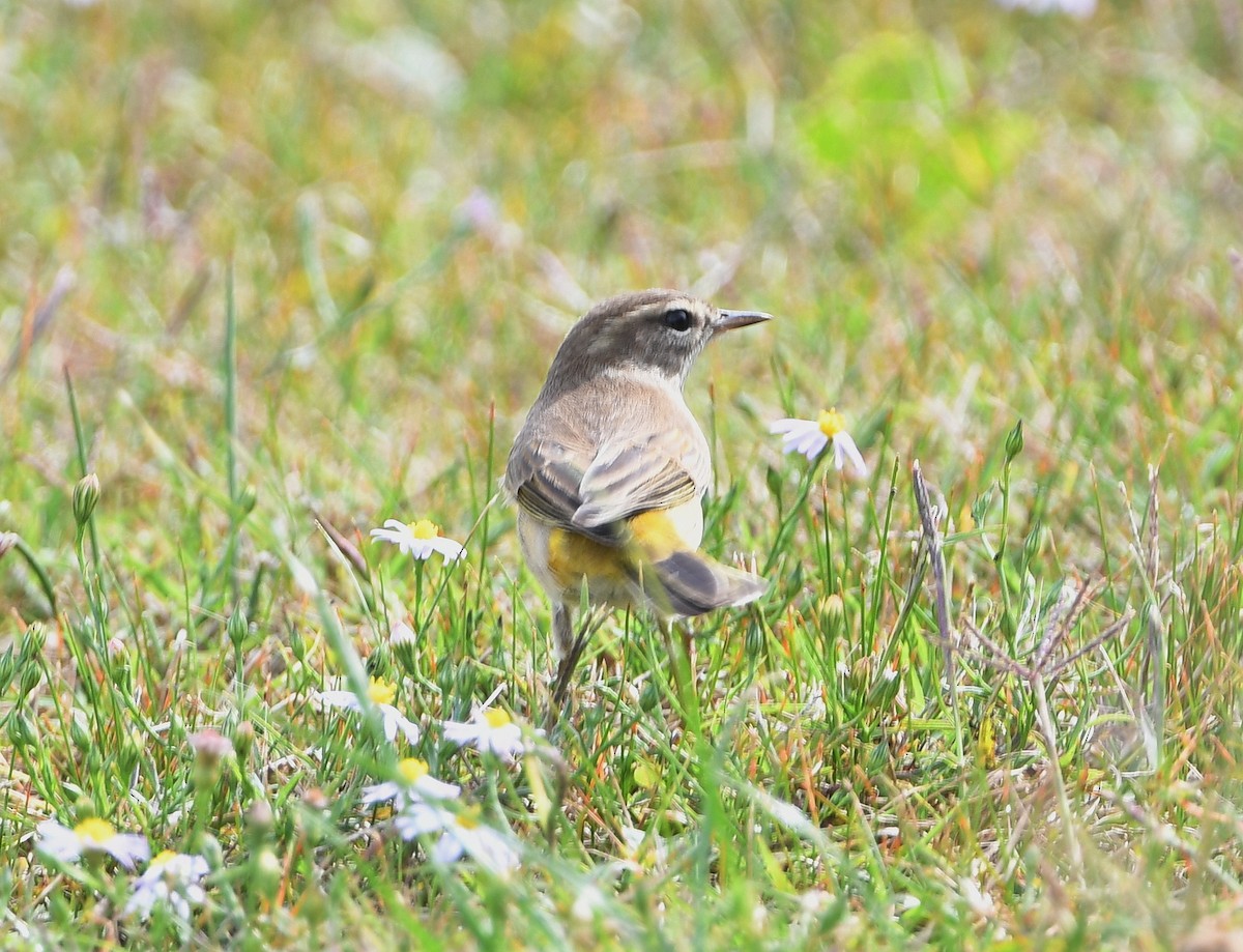 Palm Warbler - ML383642921