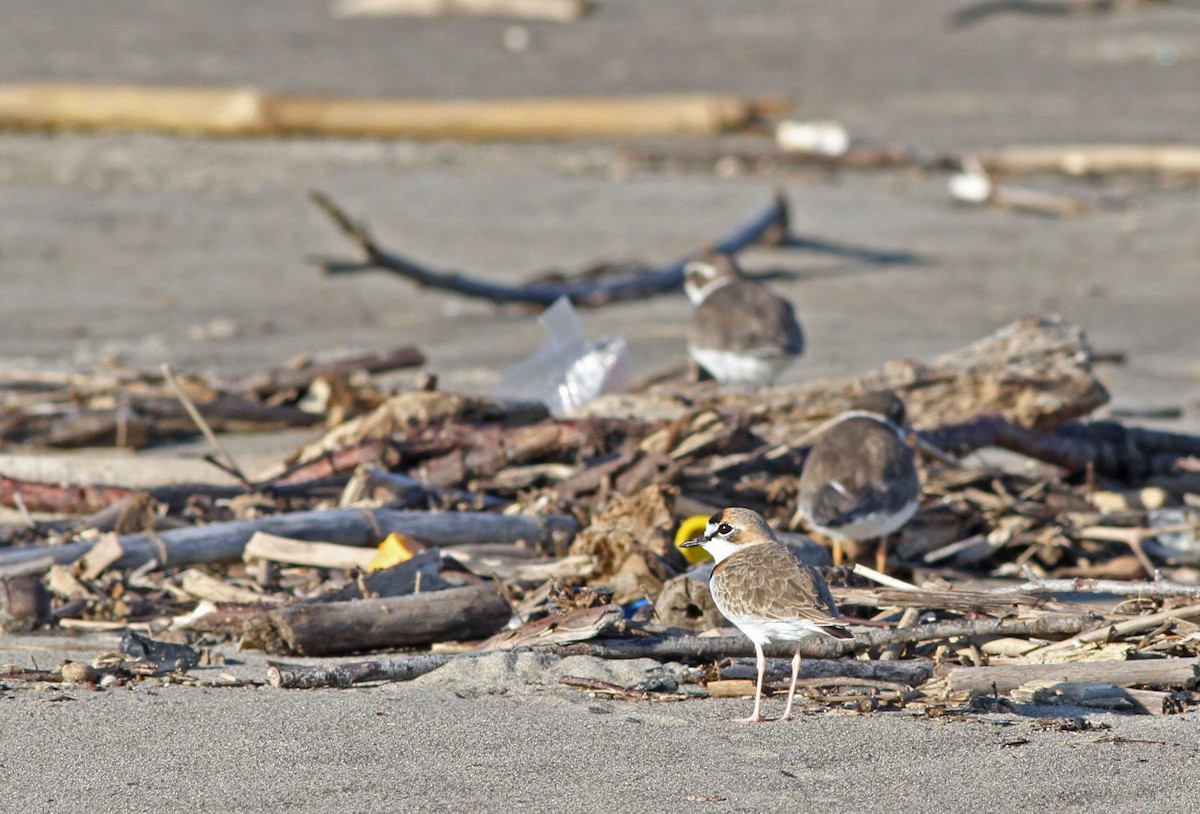 Collared Plover - John Garrett