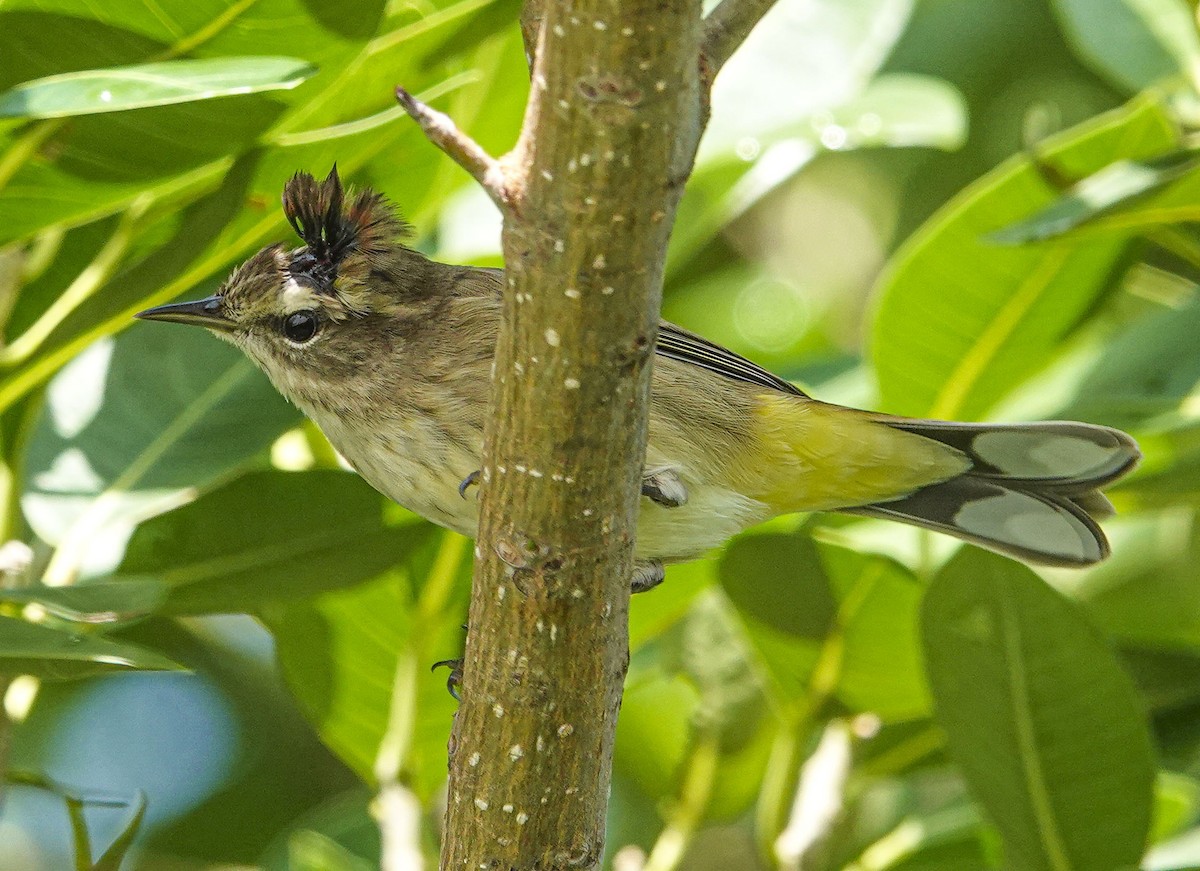 Palm Warbler - ML383643871