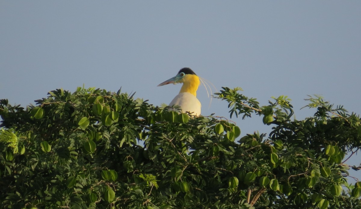 Capped Heron - ML383644501