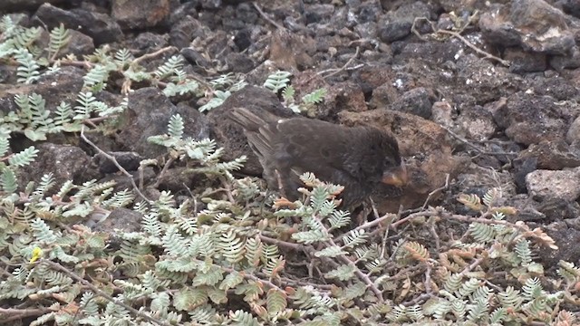 Большой галапагосский вьюрок - ML383648191