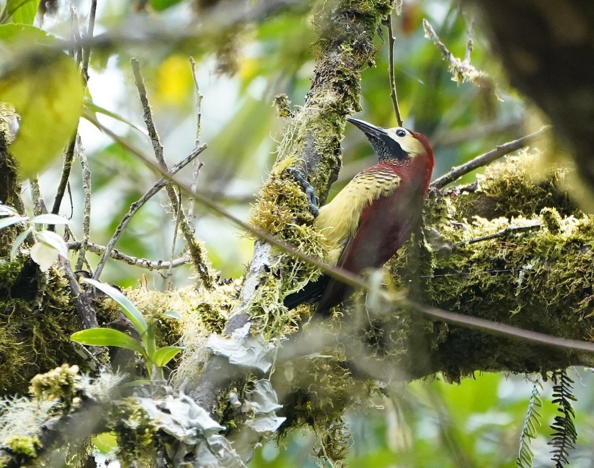 Crimson-mantled Woodpecker - ML383649411