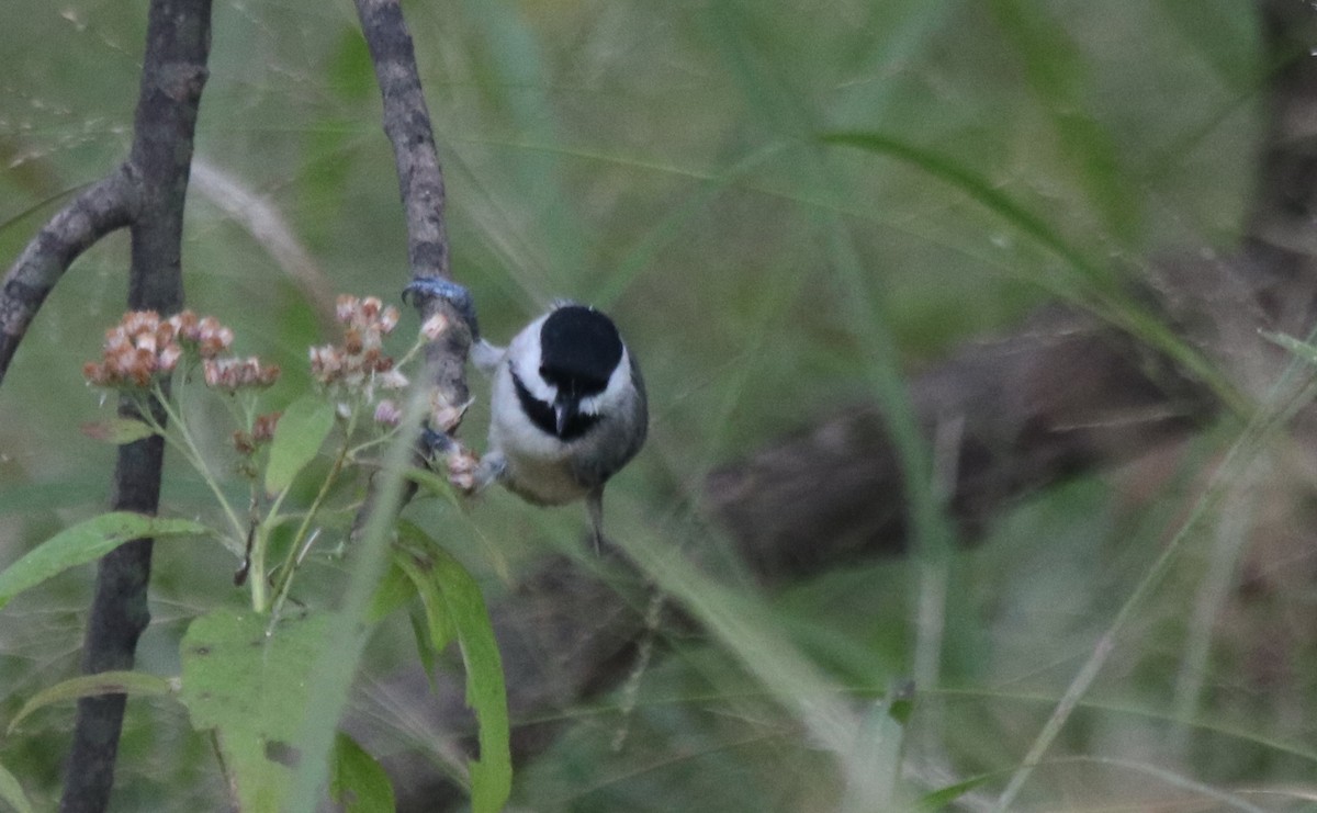 Carolina Chickadee - ML383649701