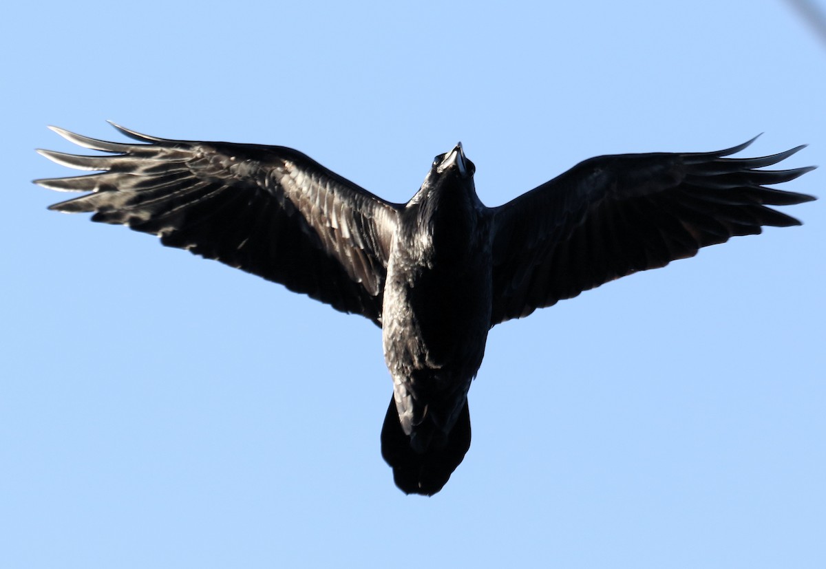 American Crow - ML383650061