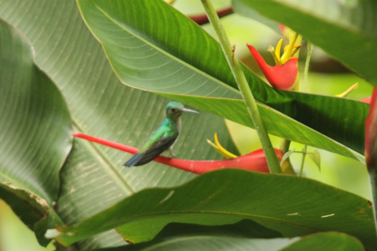 Violet-bellied Hummingbird - ML38365521