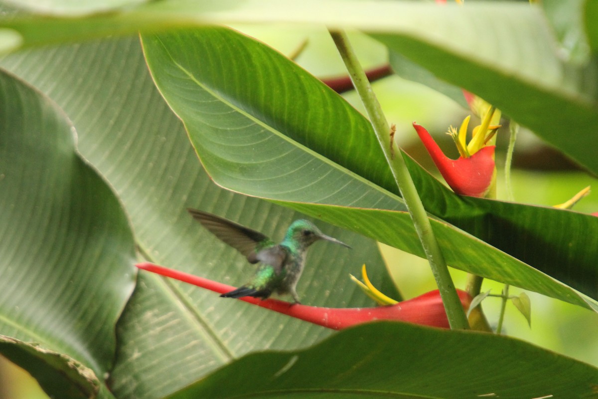 Violet-bellied Hummingbird - ML38365531