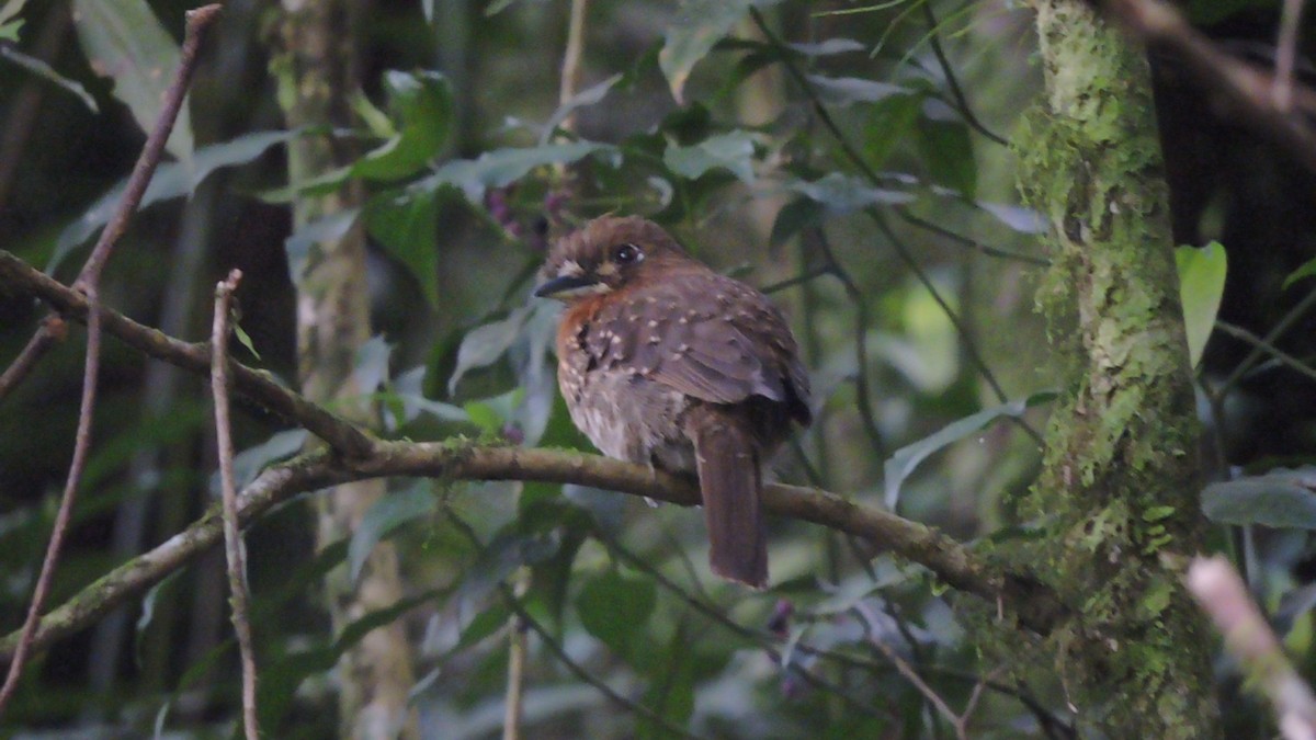 Moustached Puffbird - ML383655561