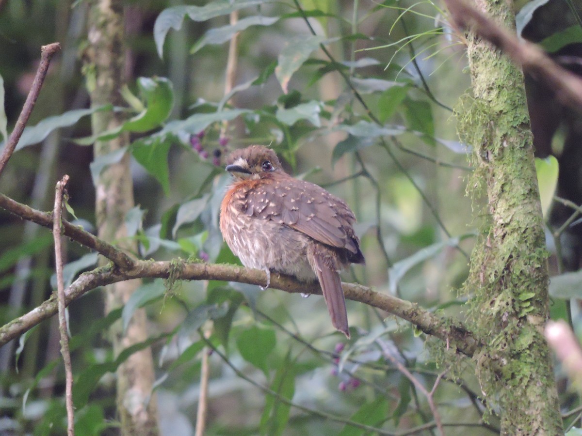 Moustached Puffbird - ML383655631