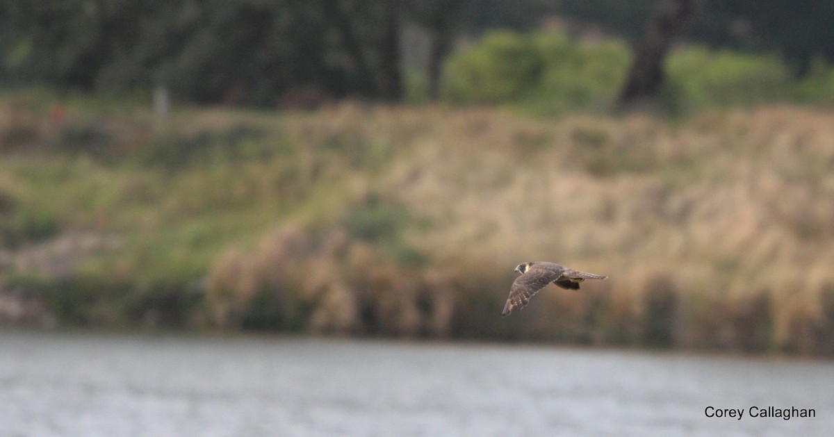 Australian Hobby - ML38365711