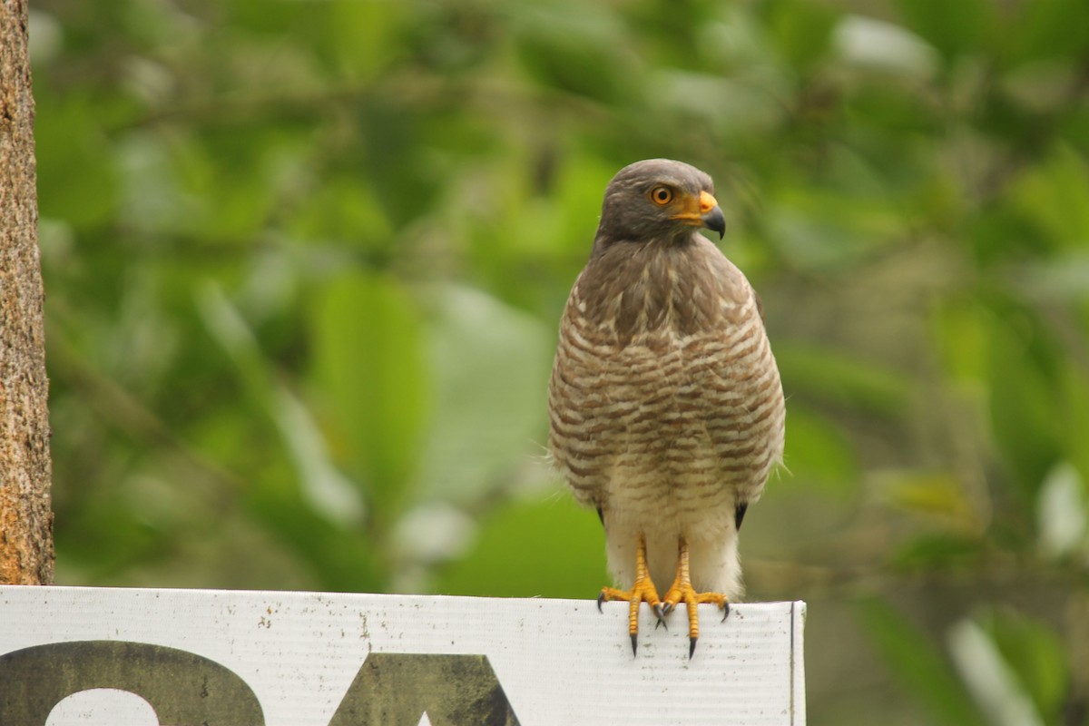 Roadside Hawk (Northern) - ML38365741