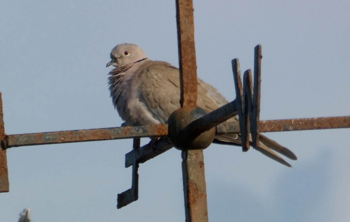 Eurasian Collared-Dove - ML383659881