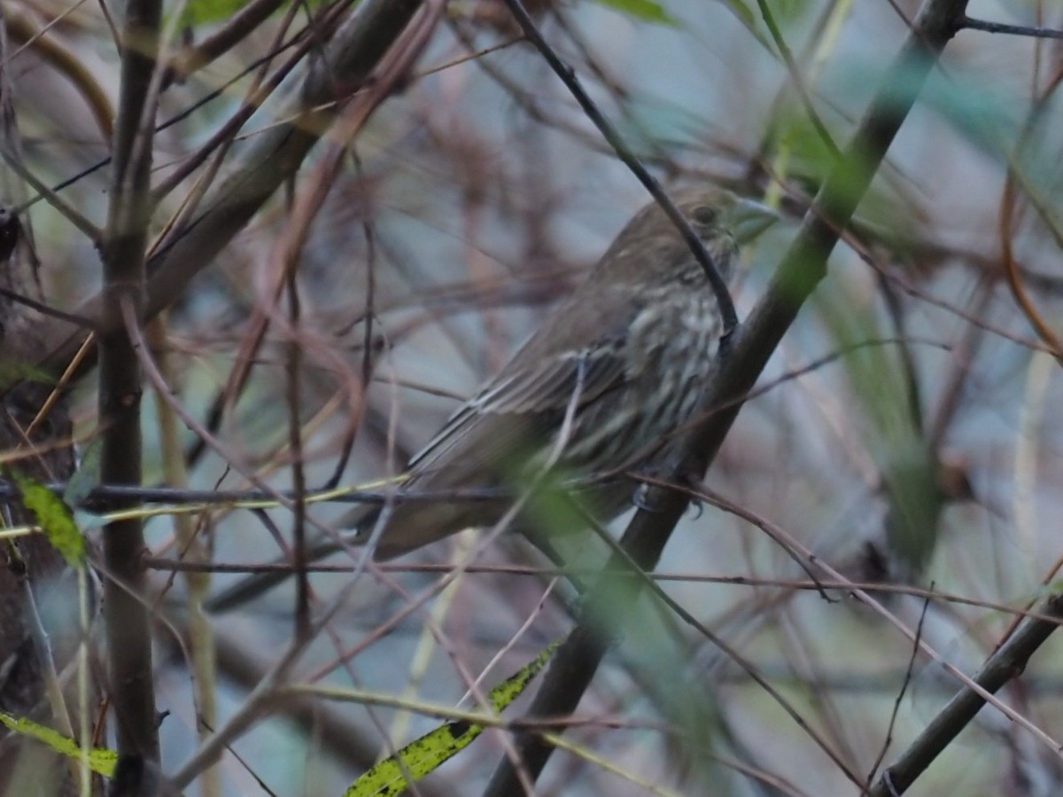 House Finch - ML383661261