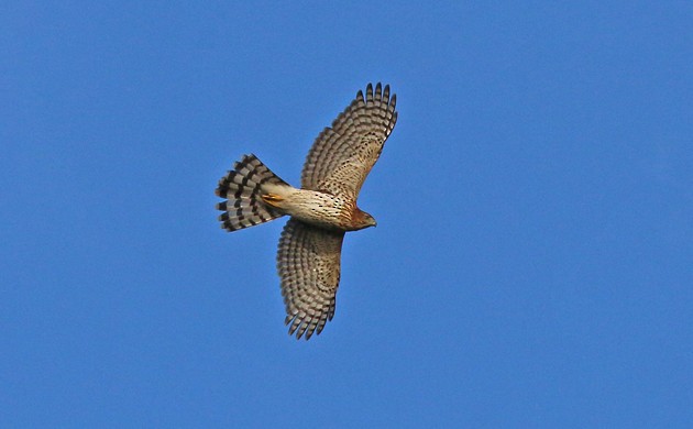 Cooper's Hawk - ML38366131