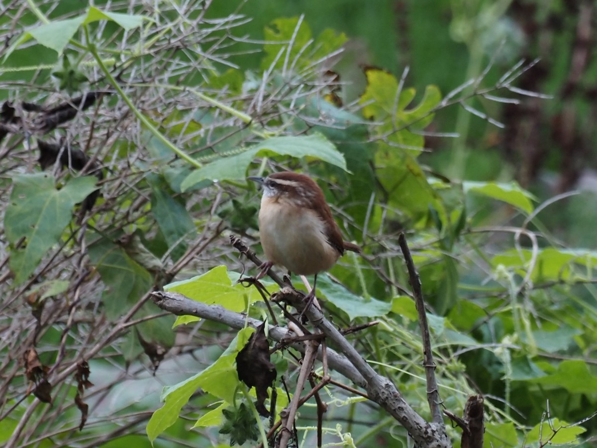 Carolina Wren - ML383661341