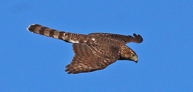 Cooper's Hawk - ML38366141