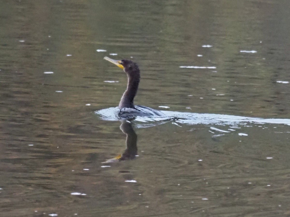 Double-crested Cormorant - ML383661431