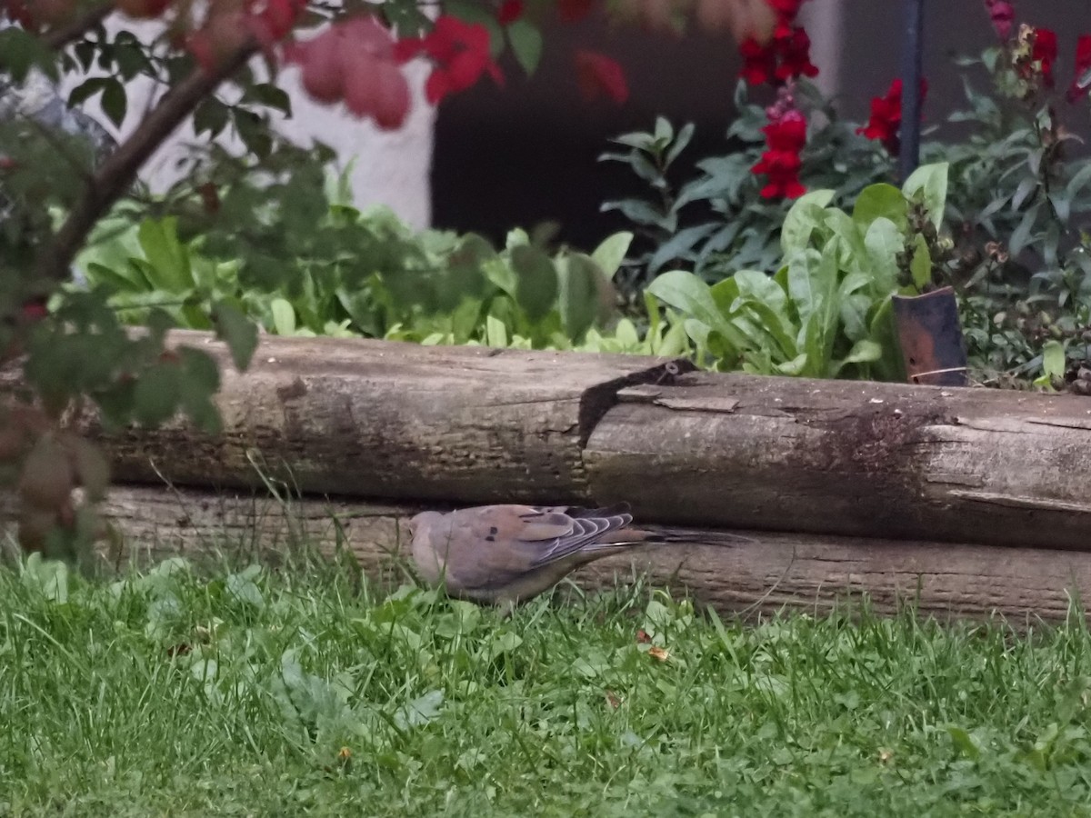 Mourning Dove - ML383661451