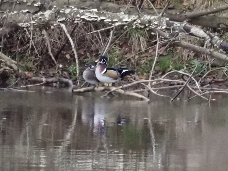 Wood Duck - ML383661461