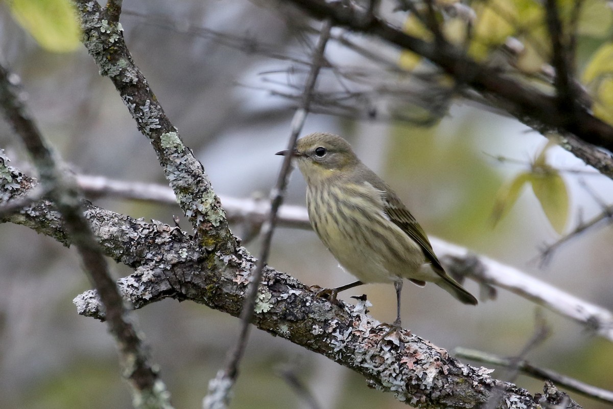 Cape May Warbler - ML383662331