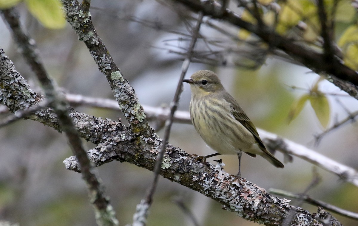 Cape May Warbler - ML383662381