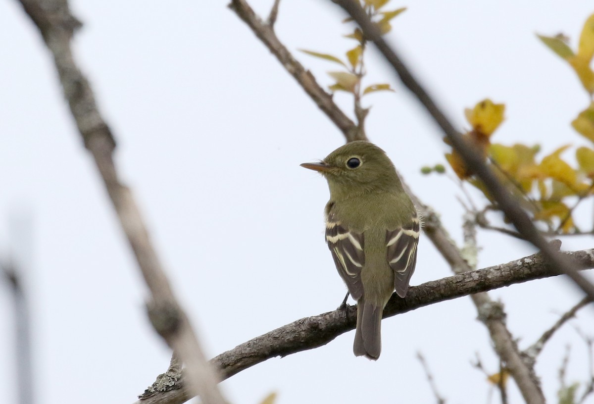 Yellow-bellied Flycatcher - Jay McGowan