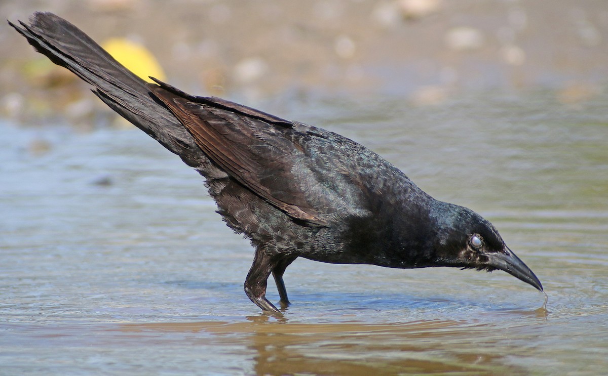 Boat-tailed Grackle - ML38366441