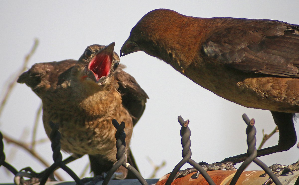 Boat-tailed Grackle - ML38366451