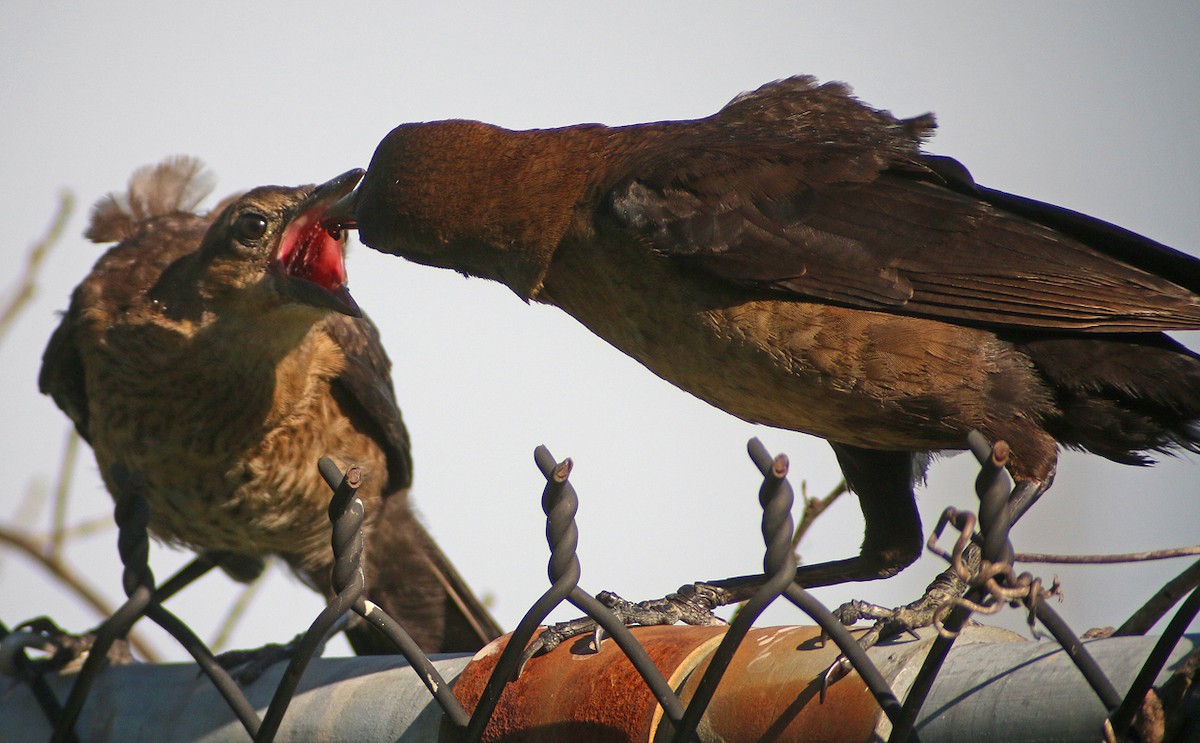 Boat-tailed Grackle - ML38366461