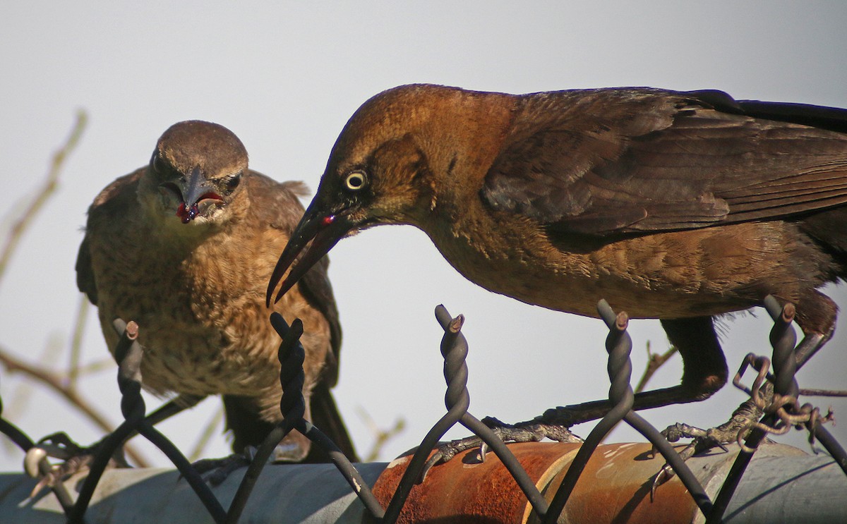 Boat-tailed Grackle - ML38366481