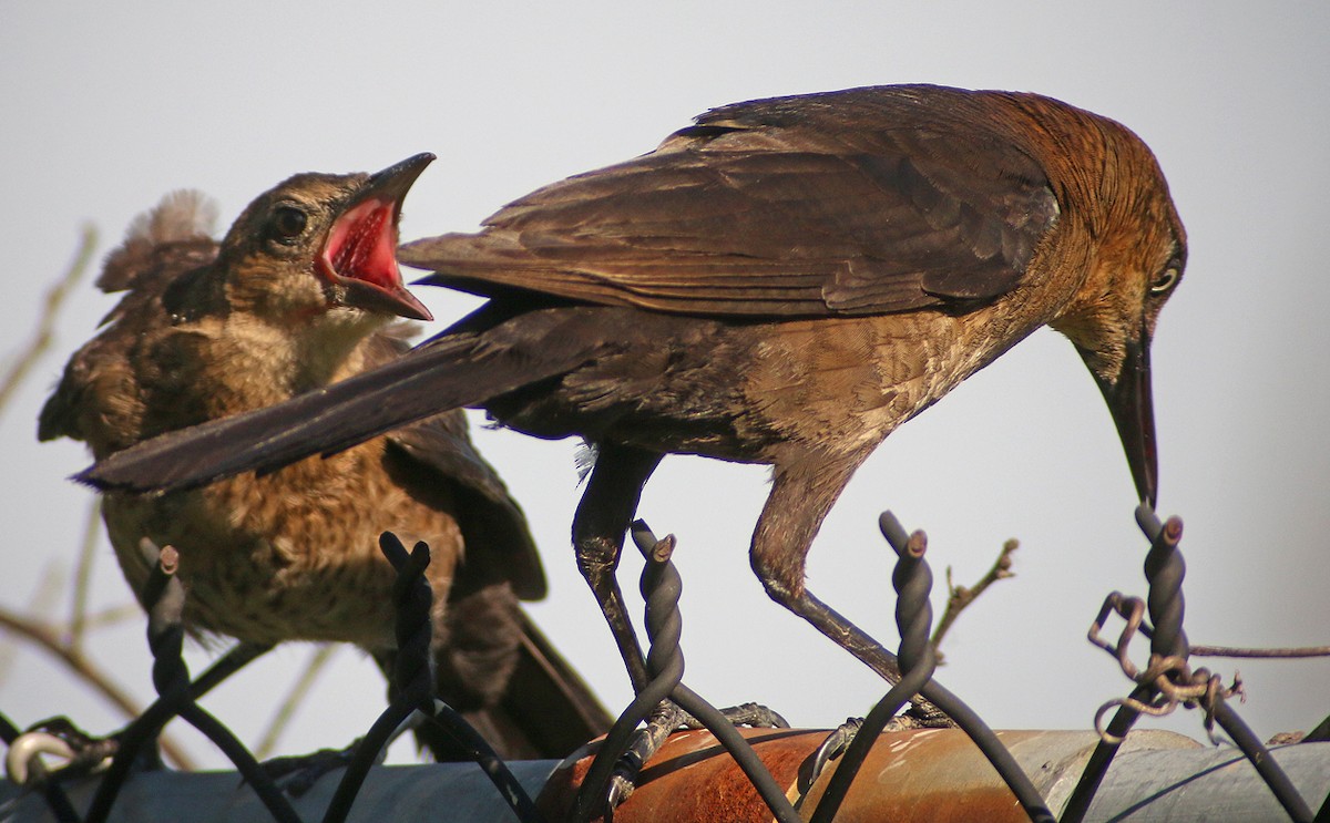 Boat-tailed Grackle - ML38366491