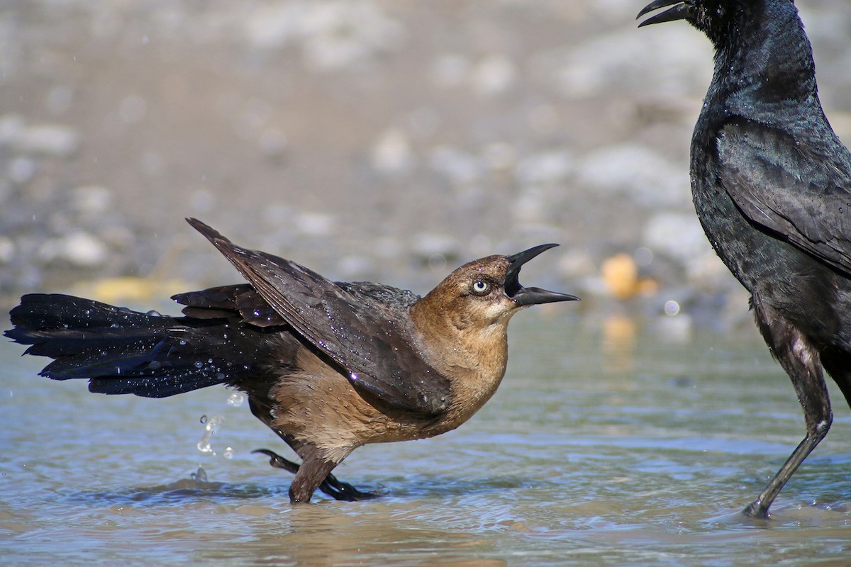 Boat-tailed Grackle - ML38366501