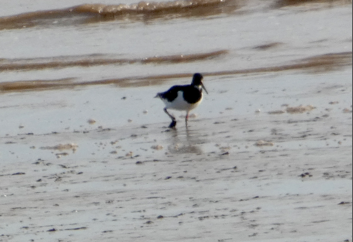 Eurasian Oystercatcher - ML383665151