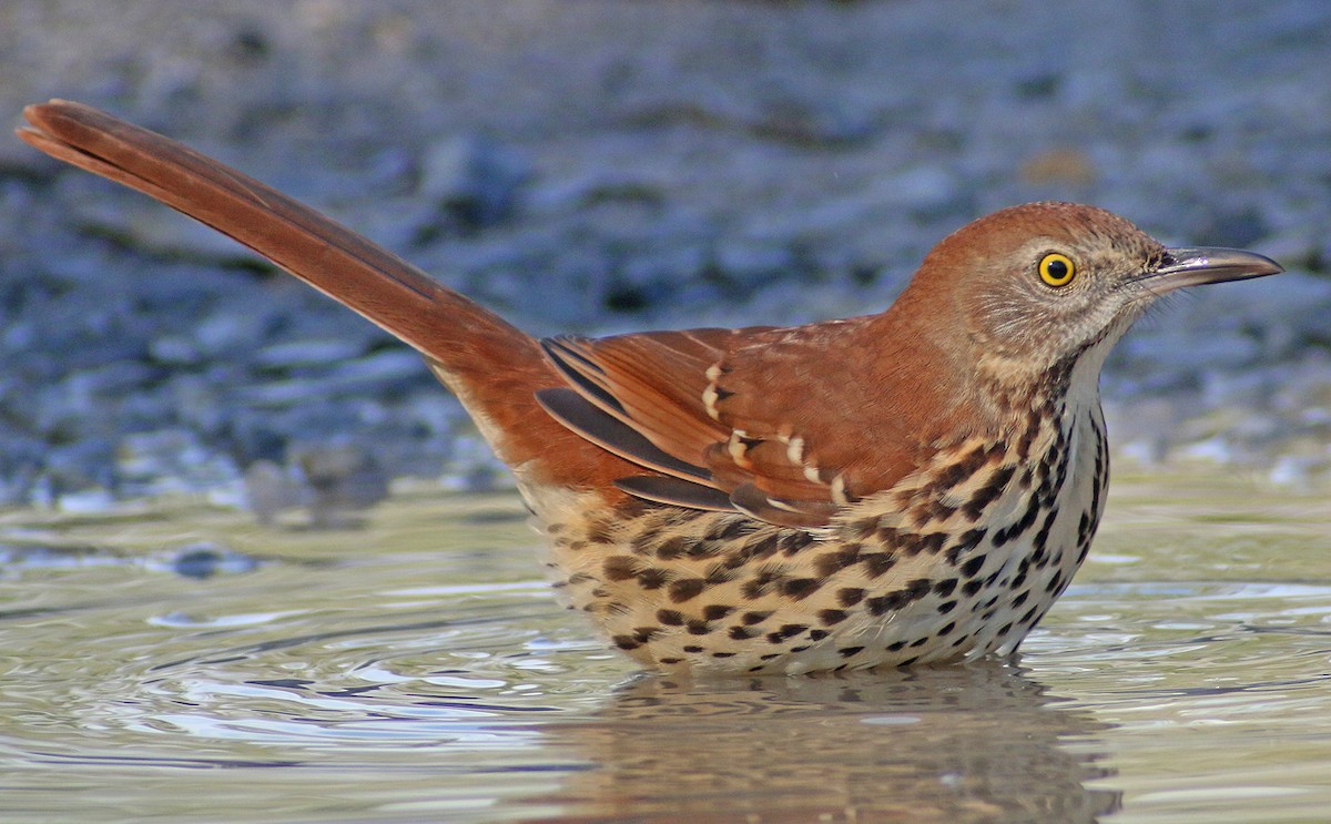 Brown Thrasher - ML38366531