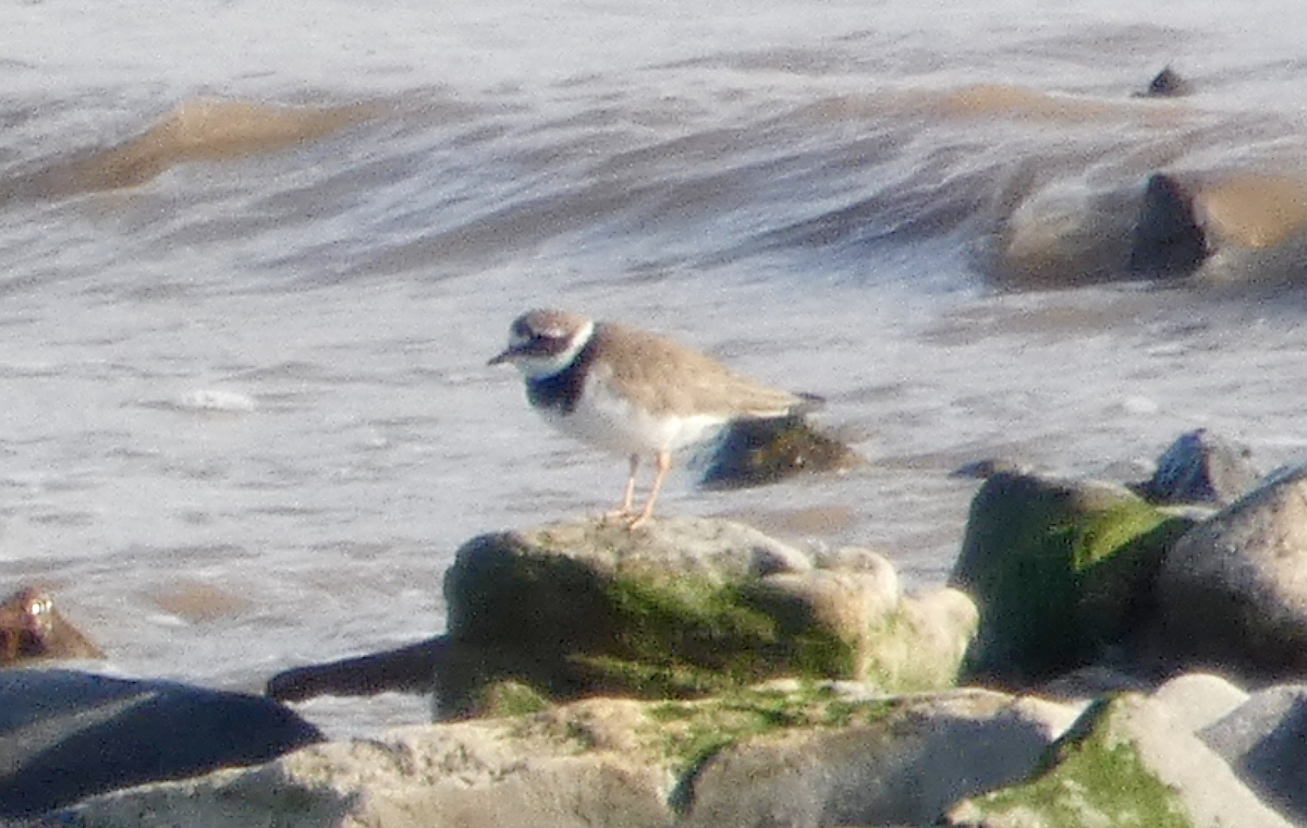 Common Ringed Plover - N Jones