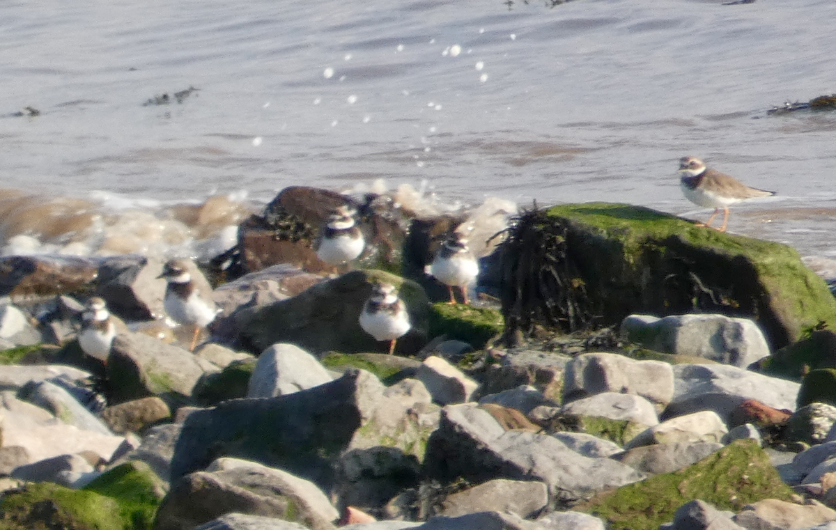 Common Ringed Plover - ML383666751