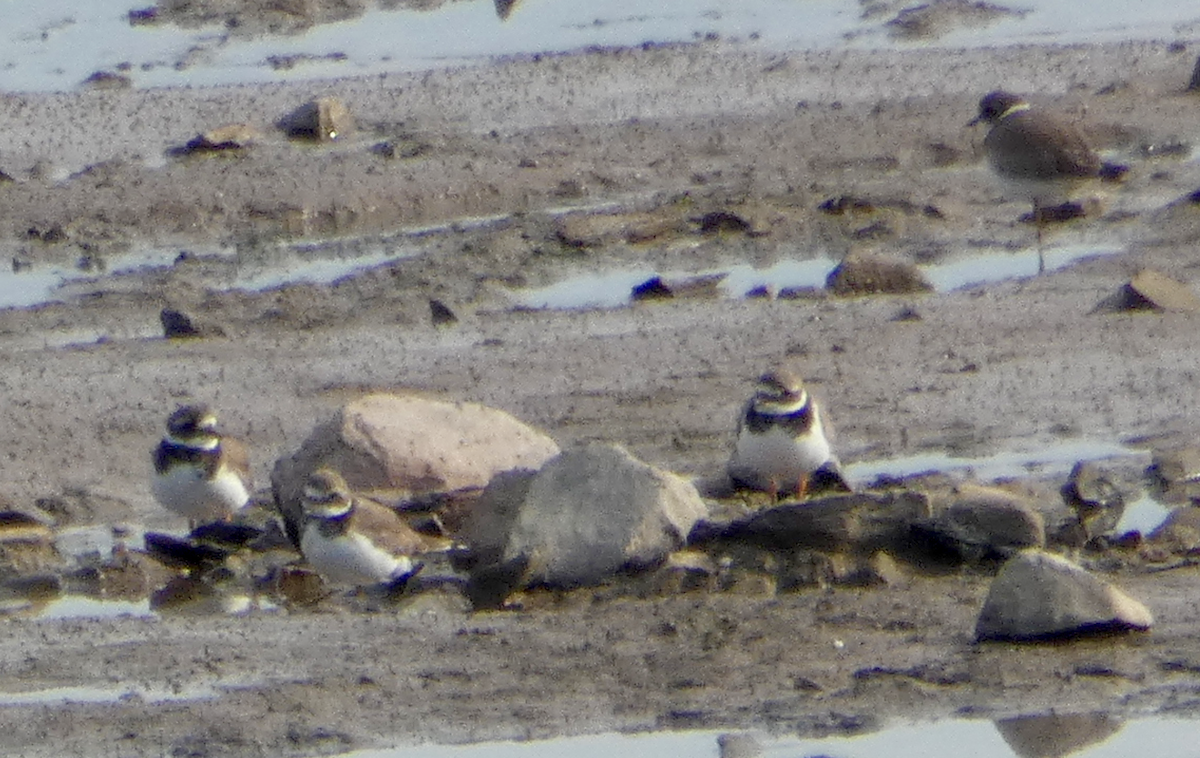 Common Ringed Plover - ML383666821