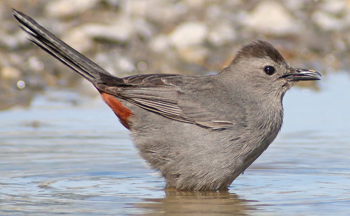 Gray Catbird - Corey Finger