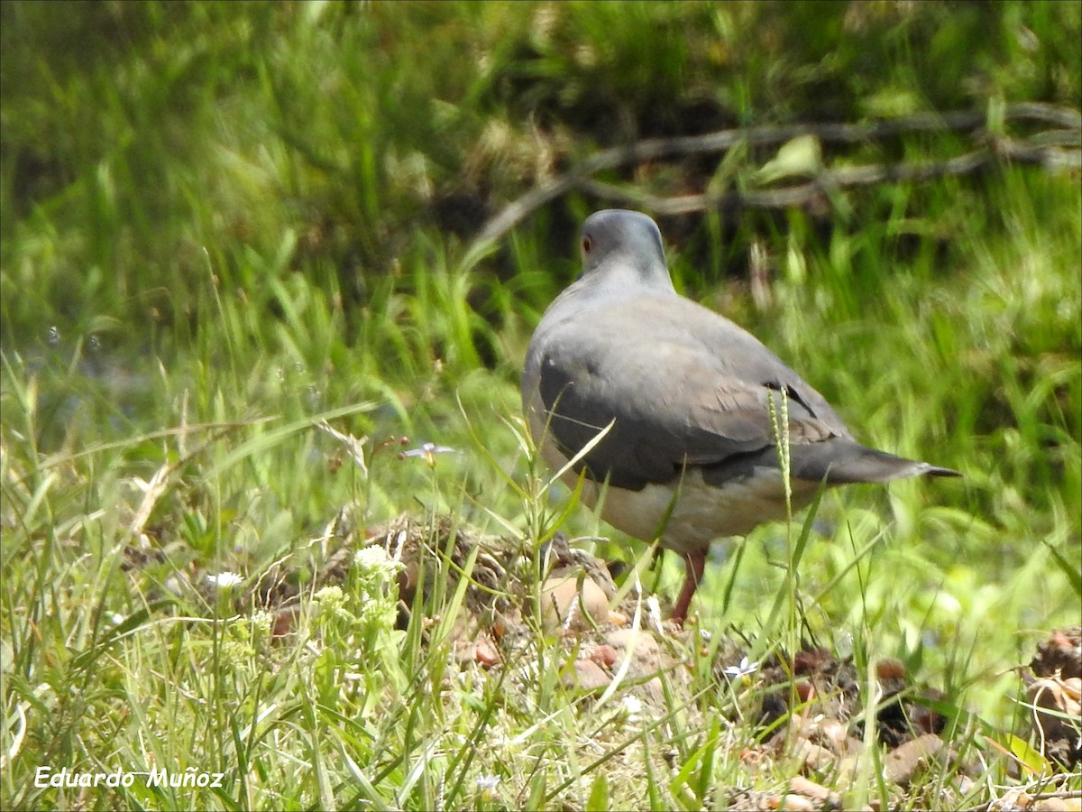 White-tipped Dove - Hermann Eduardo Muñoz