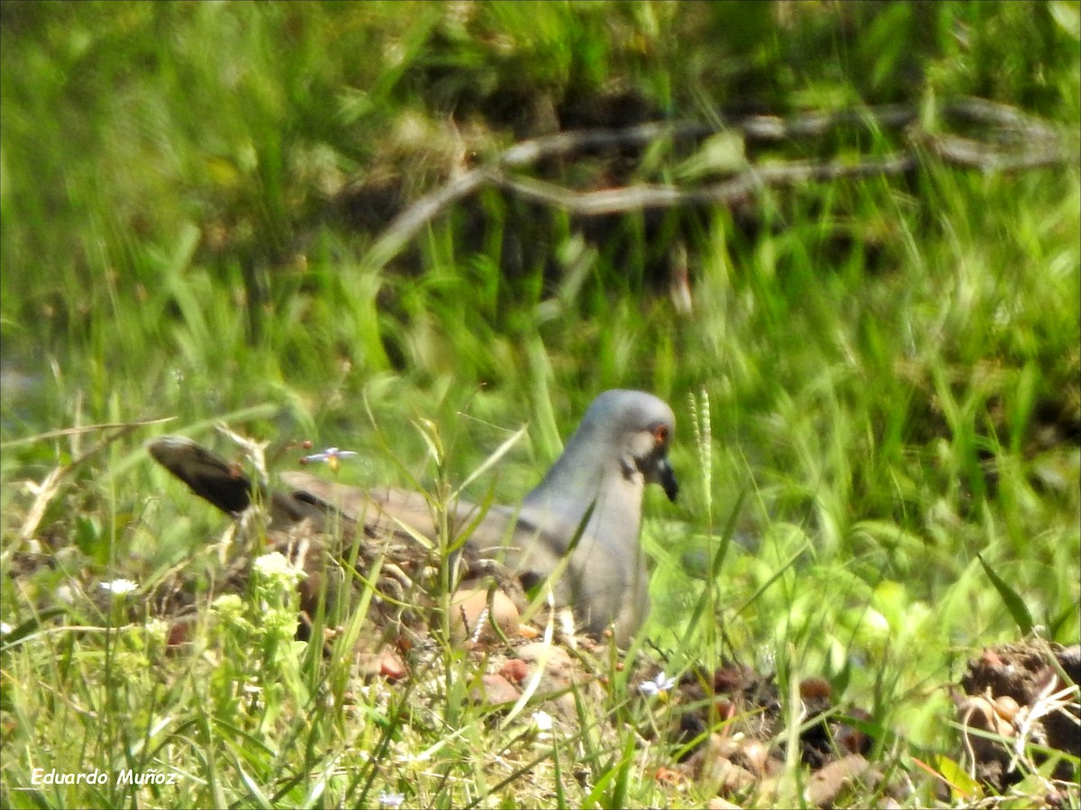 White-tipped Dove - Hermann Eduardo Muñoz