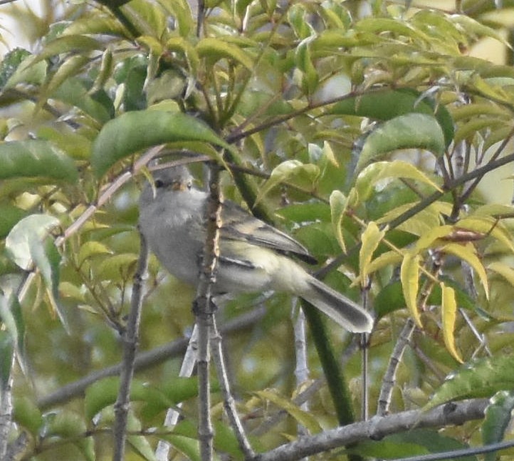 Southern Beardless-Tyrannulet - ML383670291