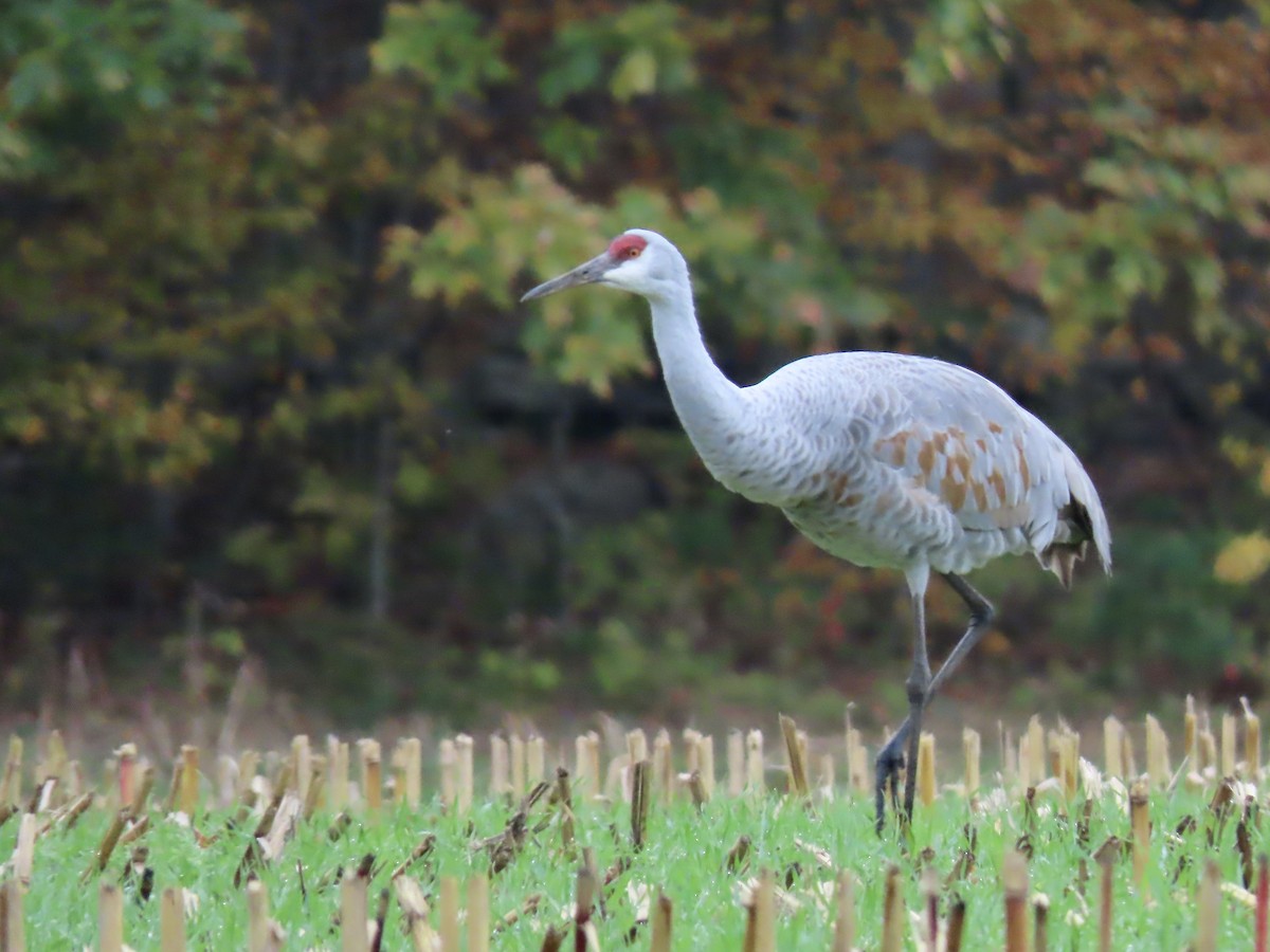 Sandhill Crane - Marjorie Watson