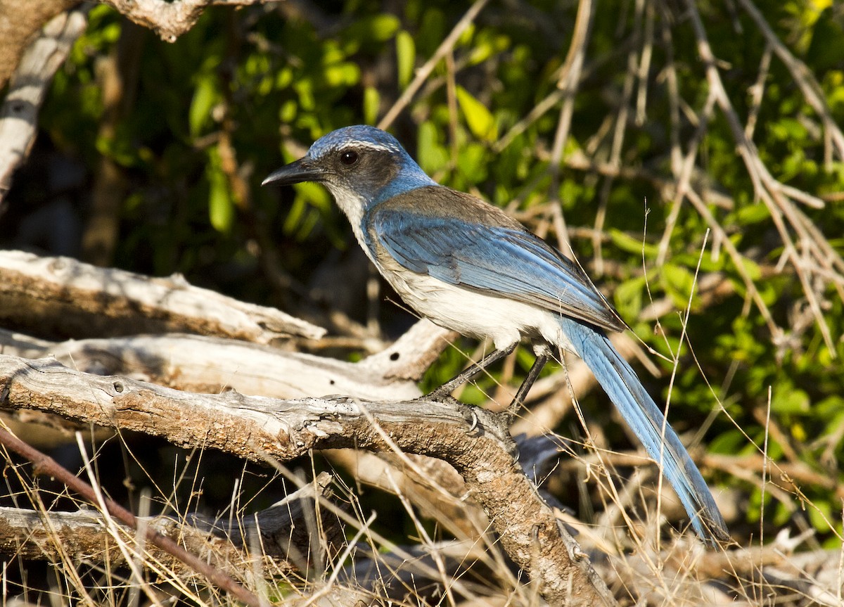 California Scrub-Jay - ML383670401