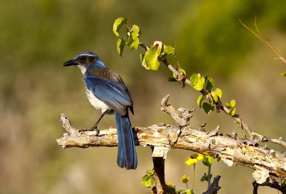 California Scrub-Jay - ML383670411