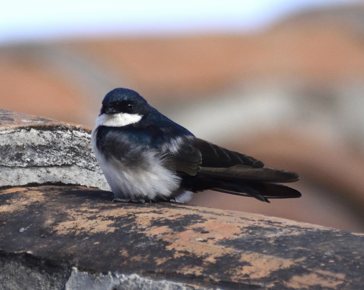 Blue-and-white Swallow - ML383670491